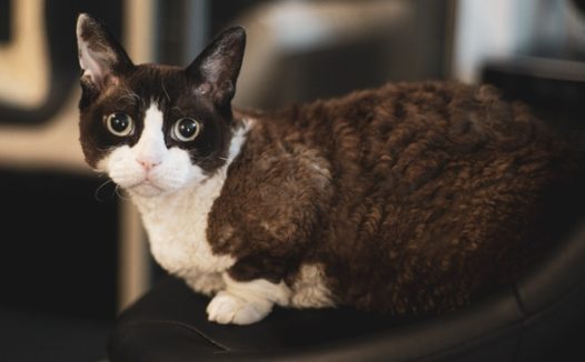 异国短毛猫宠物摄影图片