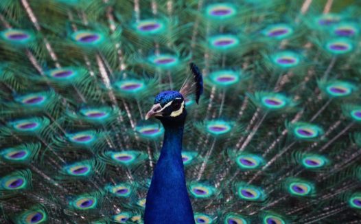 孔雀开屏照片
