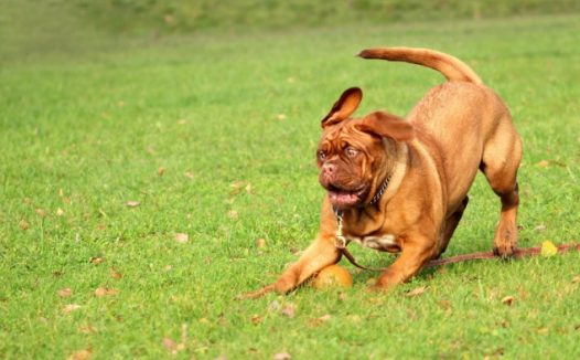 草地奔跑的狗狗图片