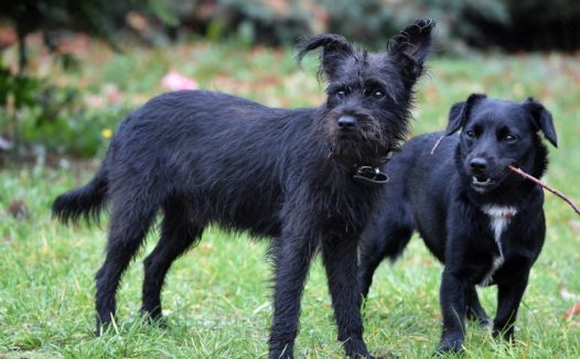 两只黑色小狗图片