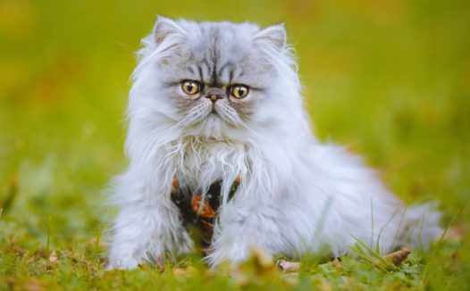 蹲在草地上的灰色波斯猫图片