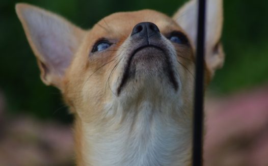 可爱狗狗头像图片