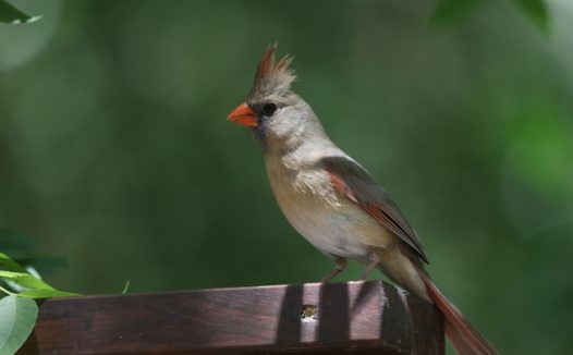 春天野生飞禽图片