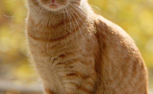 可爱呆萌花猫图片