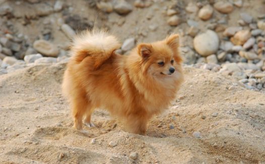 沙地狐狸狗图片