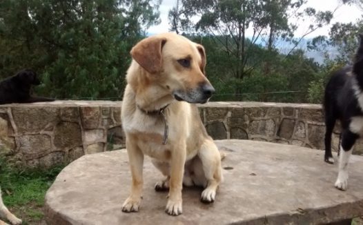 名犬拉布拉多图片