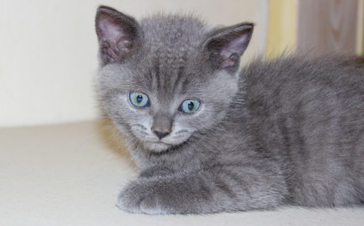 灰色小猫咪呆萌图片