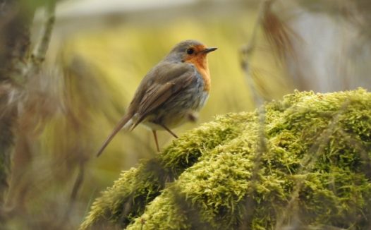 小麻雀摄影图片