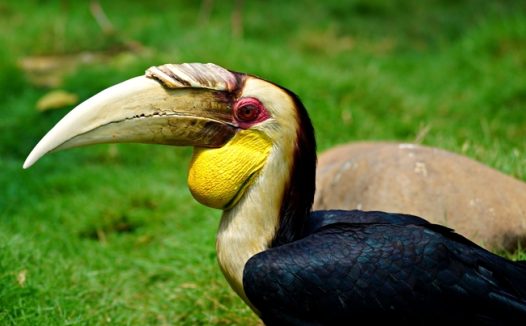 绿色草地野生巨嘴鸟摄影图片