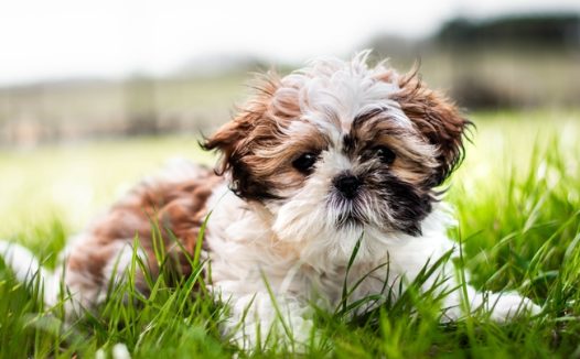 趴在草地的可爱西施犬图片