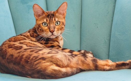 可爱宠物狸花猫图片