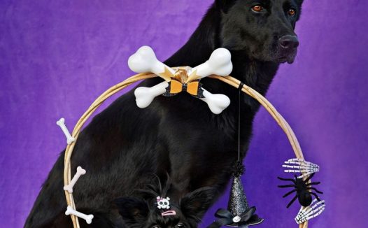 黑色德国牧羊犬摄影图片