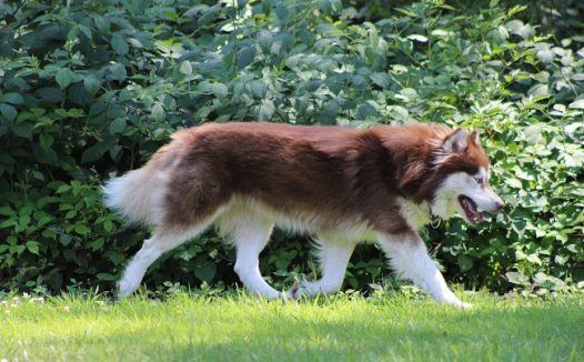 赫斯基大型犬图片
