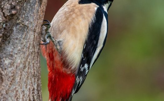 正在捉虫子的大斑啄木鸟摄影图片