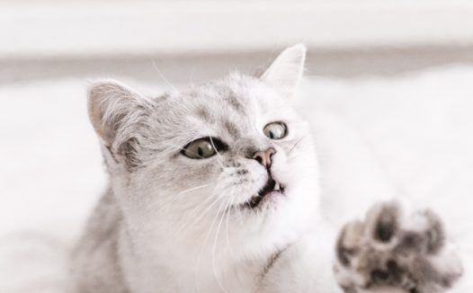 可爱小猫咪黑白摄影图片