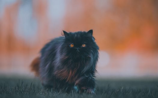 黑色波斯猫图片