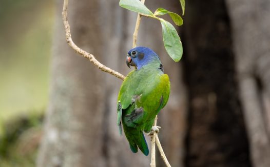 站在细枝上的绿色鹦鹉图片