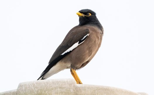 站在石头上的八哥图片