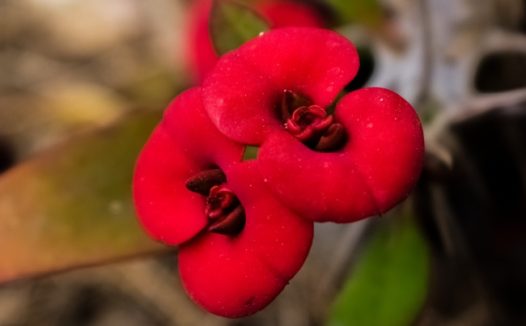 红色花朵微距图片