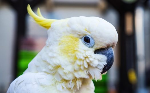 白凤头鹦鹉摄影图