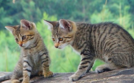 两只家养虎斑猫图片