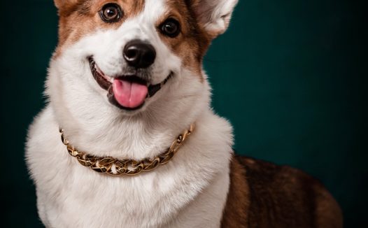 可爱超萌威尔士柯基犬图片