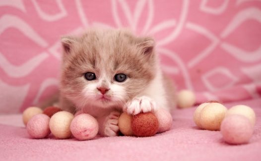 正在玩毛绒球的可爱小猫图片