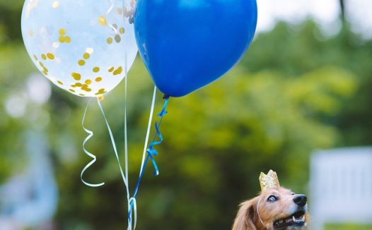 绿色草地气球腊肠犬摄影图片