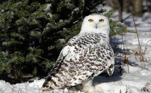 雪地里的猫头鹰图片