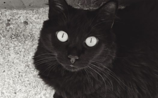 黑色宠物猫仰望图片