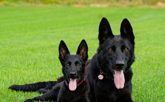 绿色草地黑色萌狗狗图片