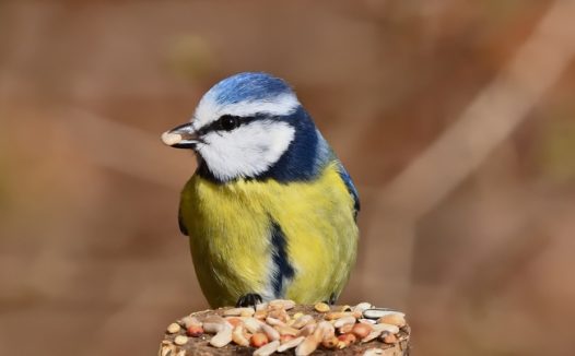 野生黄腹山雀摄影图片