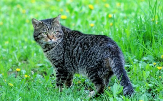 草地上家养虎斑猫图片