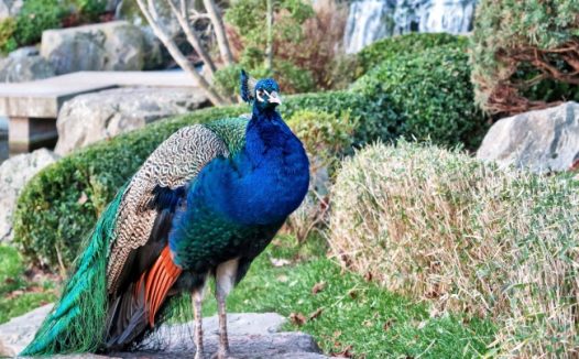 高清蓝孔雀图片