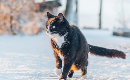 冬季雪地可爱黑色欧洲短毛猫摄影图片