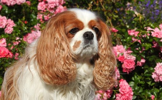 可爱骑士查理王猎犬图片