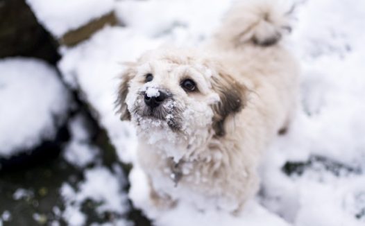 白色可爱狗狗图片