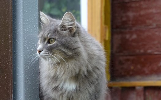 西伯利亚猫图片