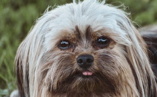 可爱约克梗犬肖像图片