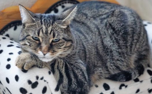 可爱宠物猫肖像图片