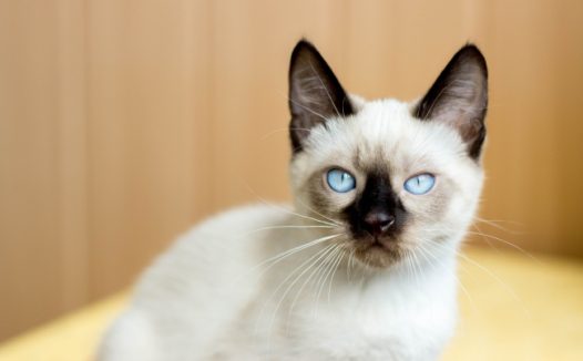 蓝眼睛的小猫图片