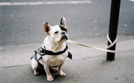 呆萌法斗犬图片