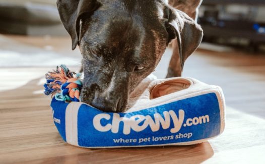 小狗咬东西图片