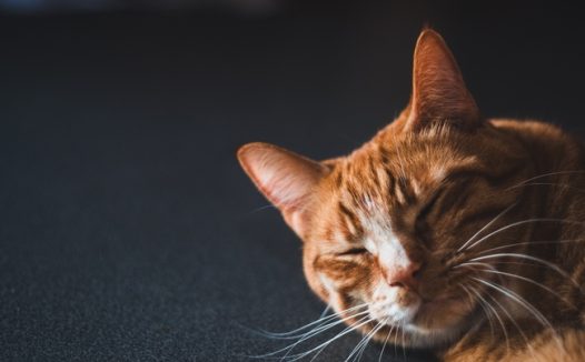 野生狸花猫摄影图片