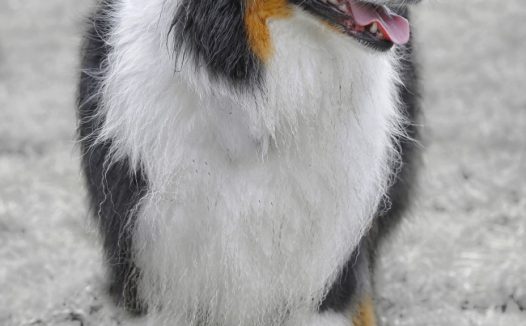 黑白宠物狗狗图片