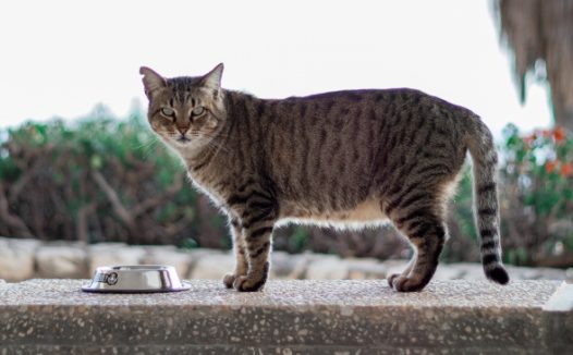 虎斑小猫家宠图片