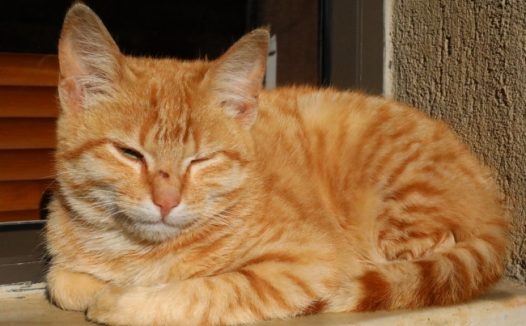 睡着的宠物猫图片