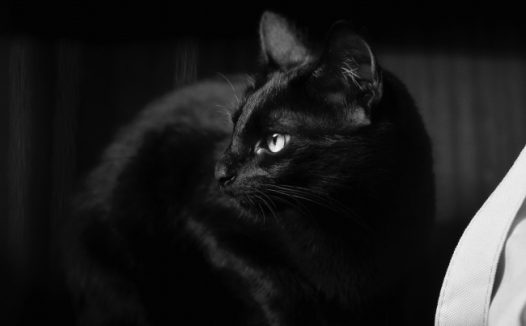 一只可爱黑猫图片