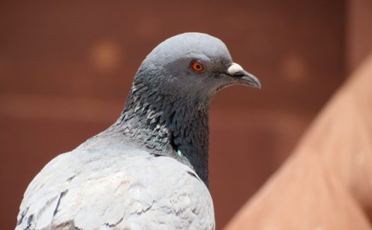 灰鸽子高清摄影图片