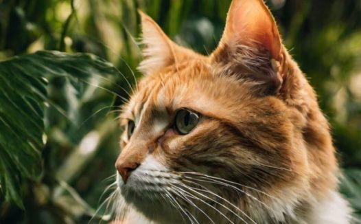 野生挪威森林猫写真摄影图片